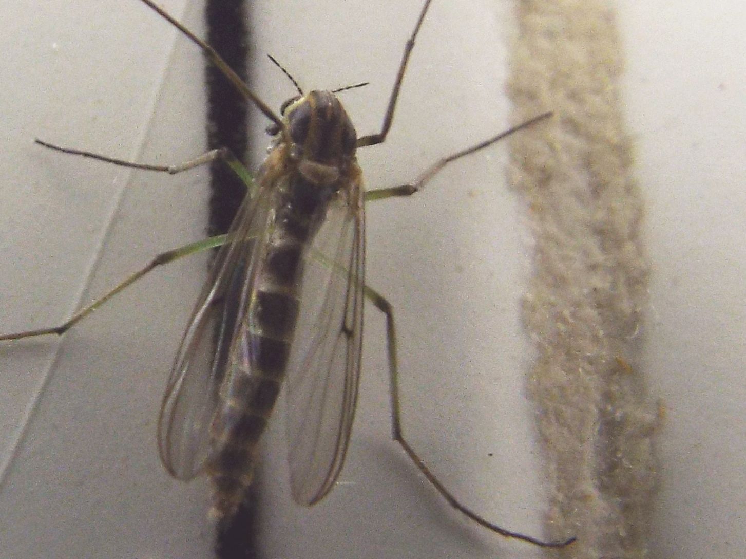 Chironomidae: ...cfr. Chironomus sp.